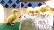 fuzzyducks